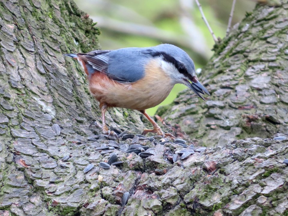 Nuthatch feeding.