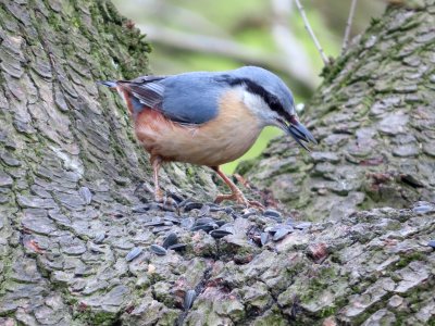 Nuthatch feeding. photo