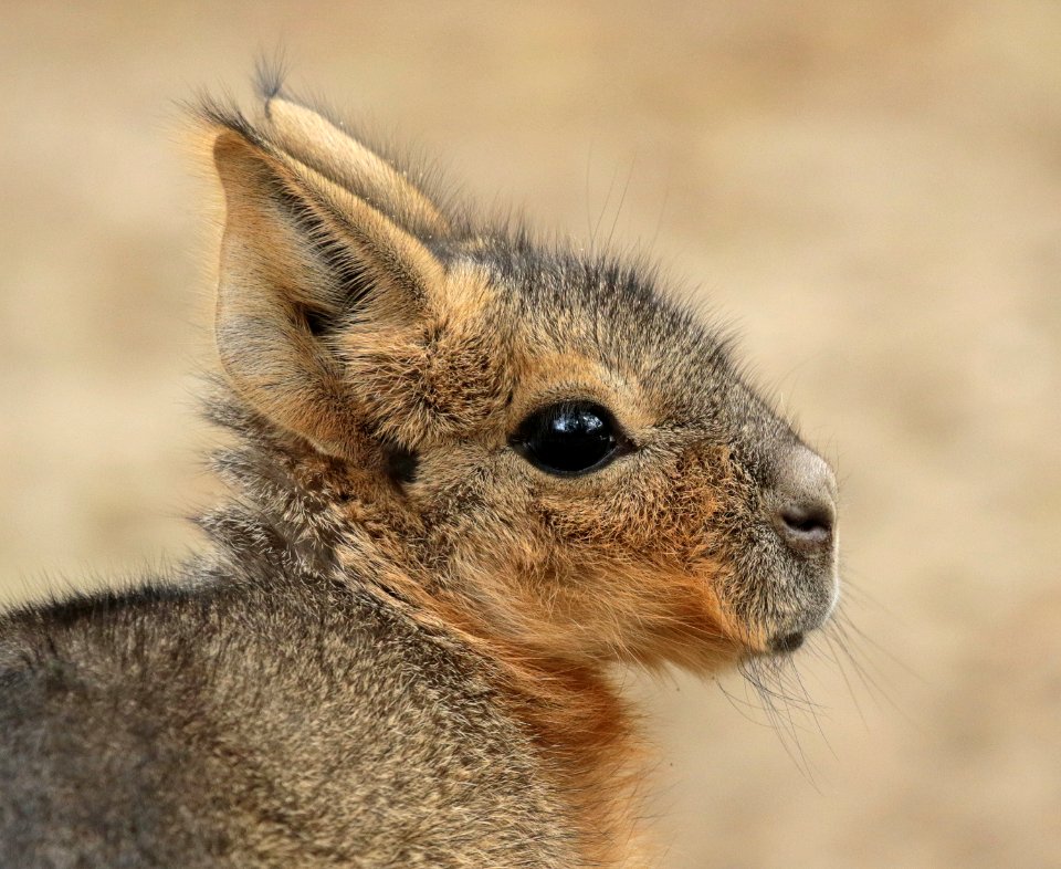 Patagonian hare artis BB2A0679
