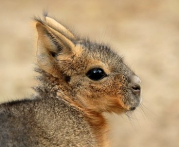Patagonian hare artis BB2A0679 photo