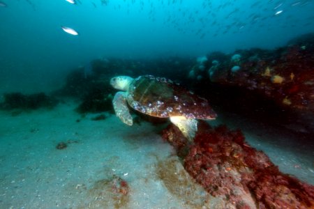 GRNMS -- Loggerhead at the Reef