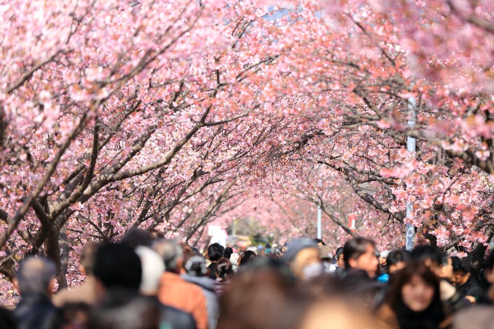 Blossoms pink season