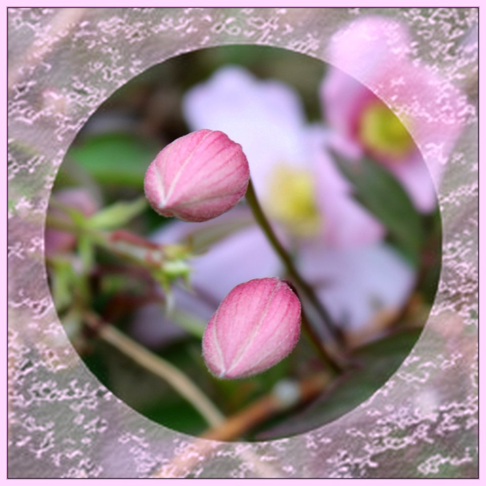 Clematis