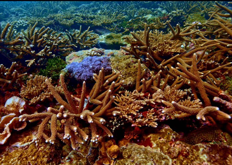 NMSAS Fagatele Bay Corals