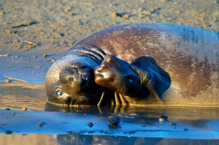 MBNMS - elephant seal photo