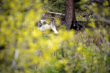 Black bear, Slough Creek photo
