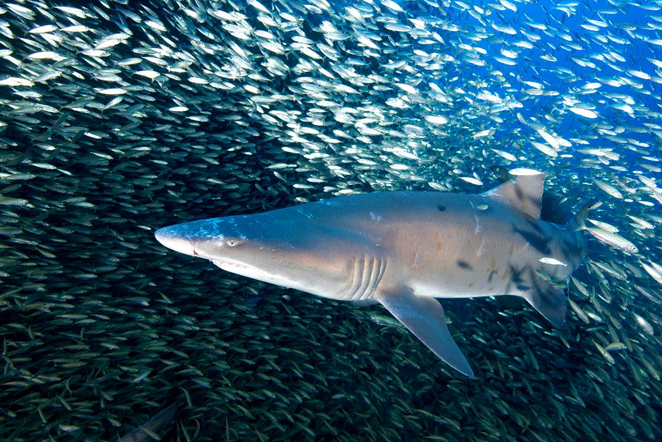 MNMS Sand tiger shark photo