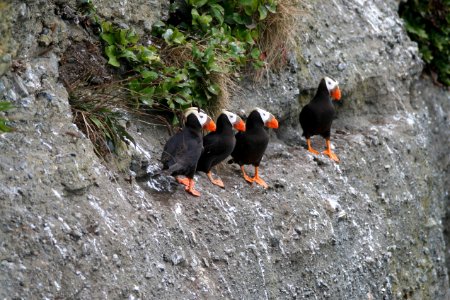 OCNMS - tufted puffins photo