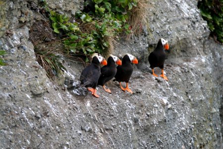 OCNMS - tufted puffins