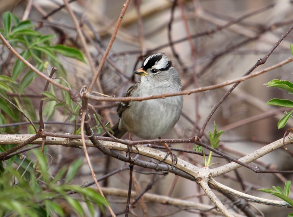 White-crowned Sparrow (Gambel's)