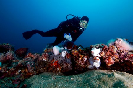 GRNMS diver over reef photo