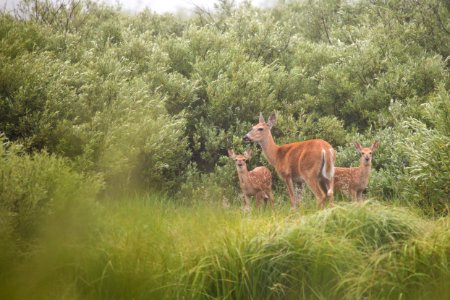 White-tailed deer with fawns, Willow Park photo