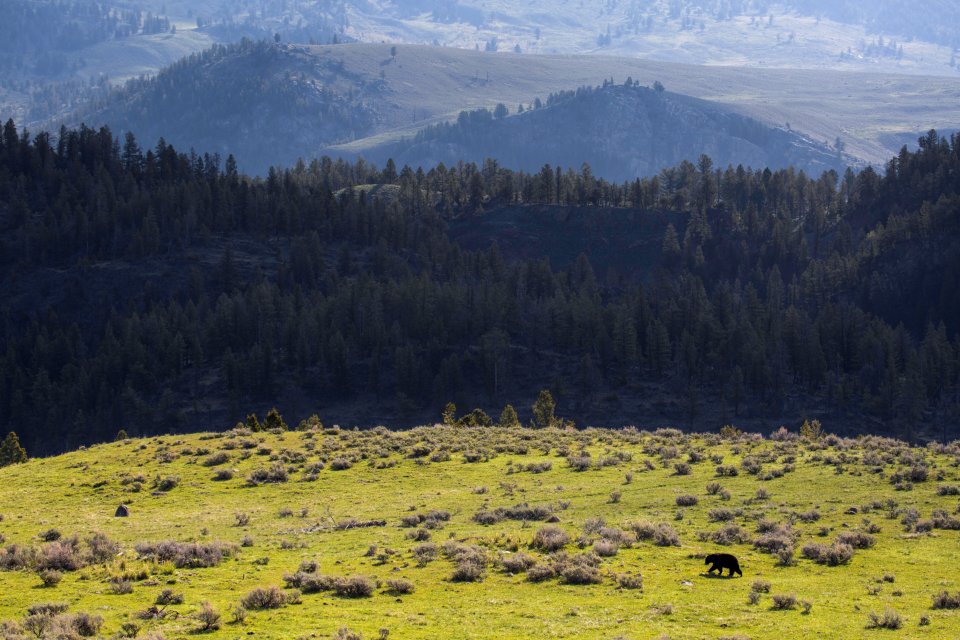 Black bear, Lamar Valley