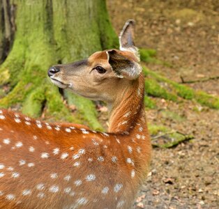 Forest head scheu photo