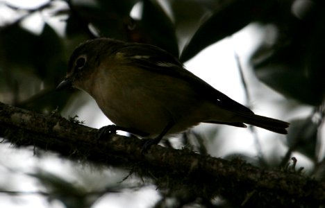 Vireo sp.