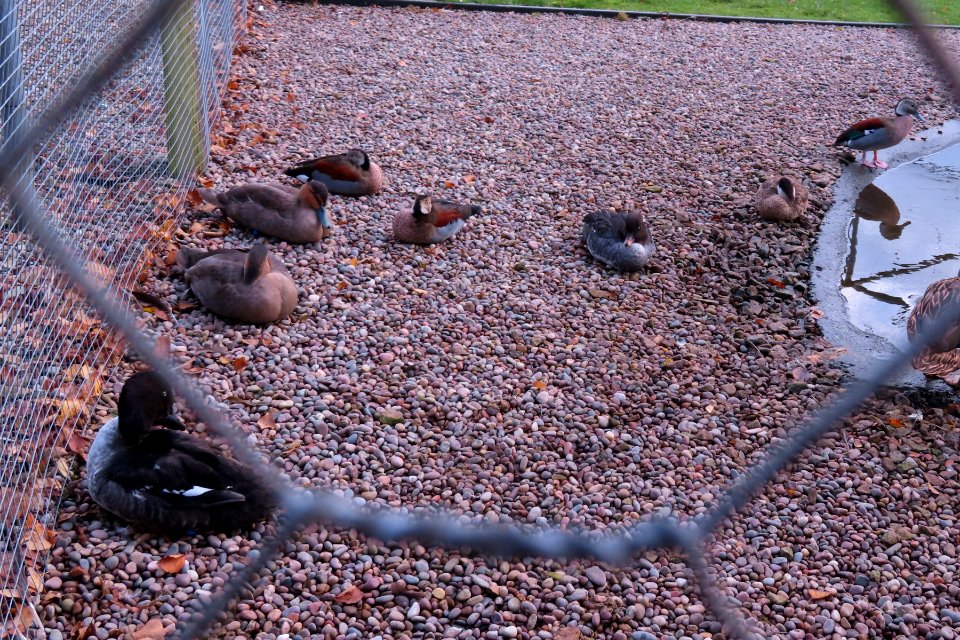 Martin Mere Duckery