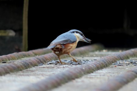 Nuthatch 01 photo