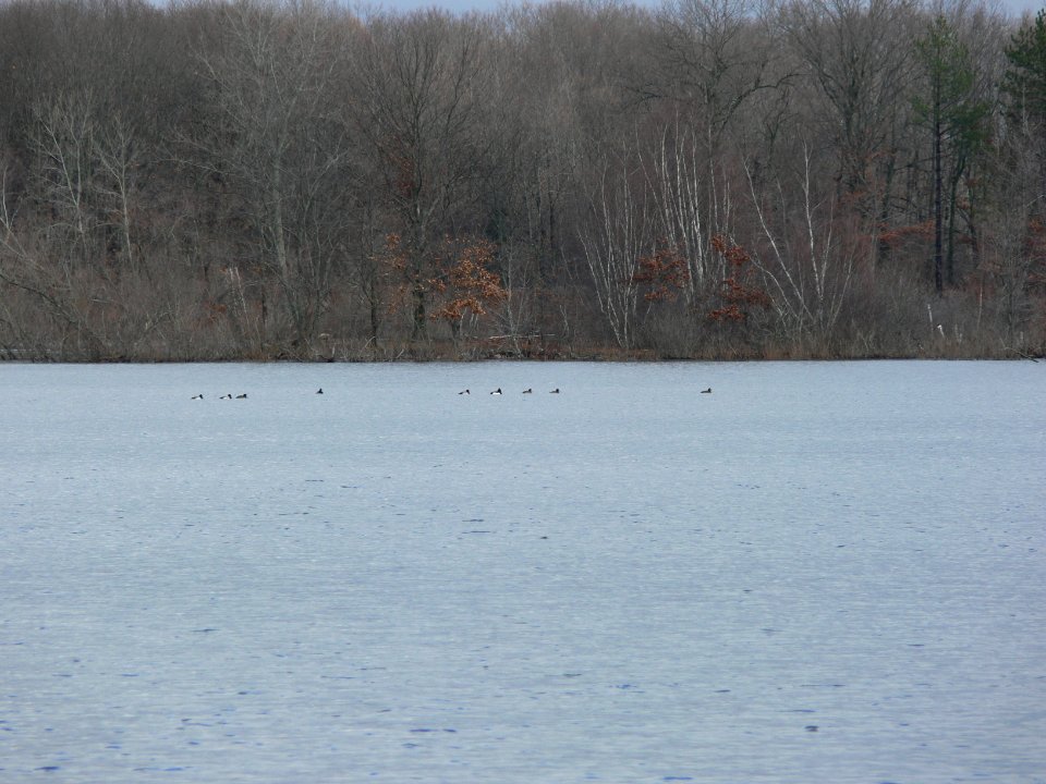 Tufted Duck (4th from right)