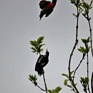 2 Peckers