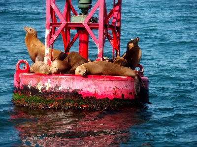 MBNMS - sea lions photo