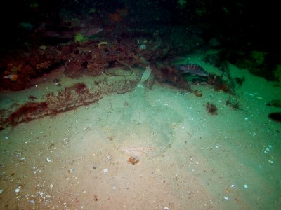 SBNMS - monkfish blends against the sand