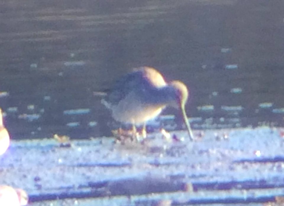 Long-billed Dowitcher