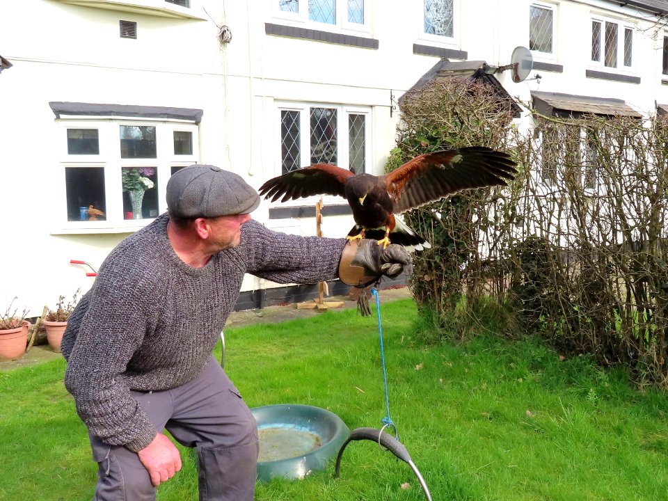 Female Harris Hawk.