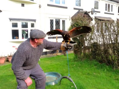 Female Harris Hawk.