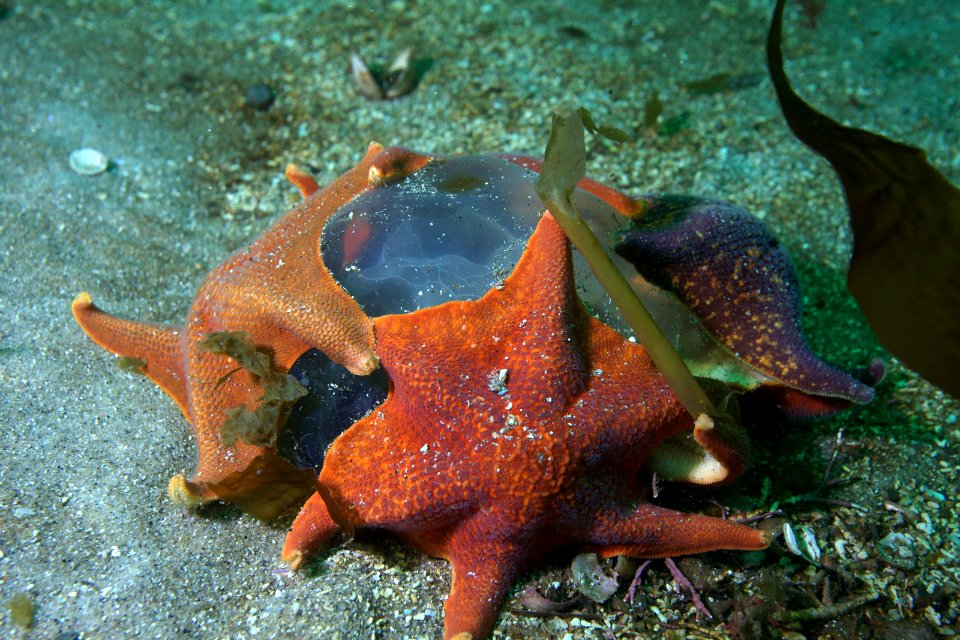 MBNMS bat stars eat moon jelly