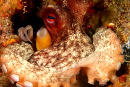 GRNMS Octopus photo