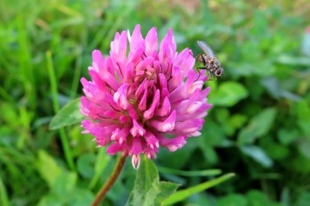 Red Clover
