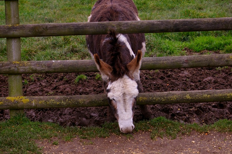 Ass