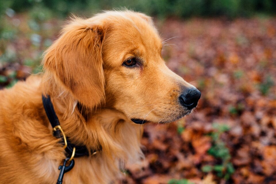 Golden retriever fur outdoors photo