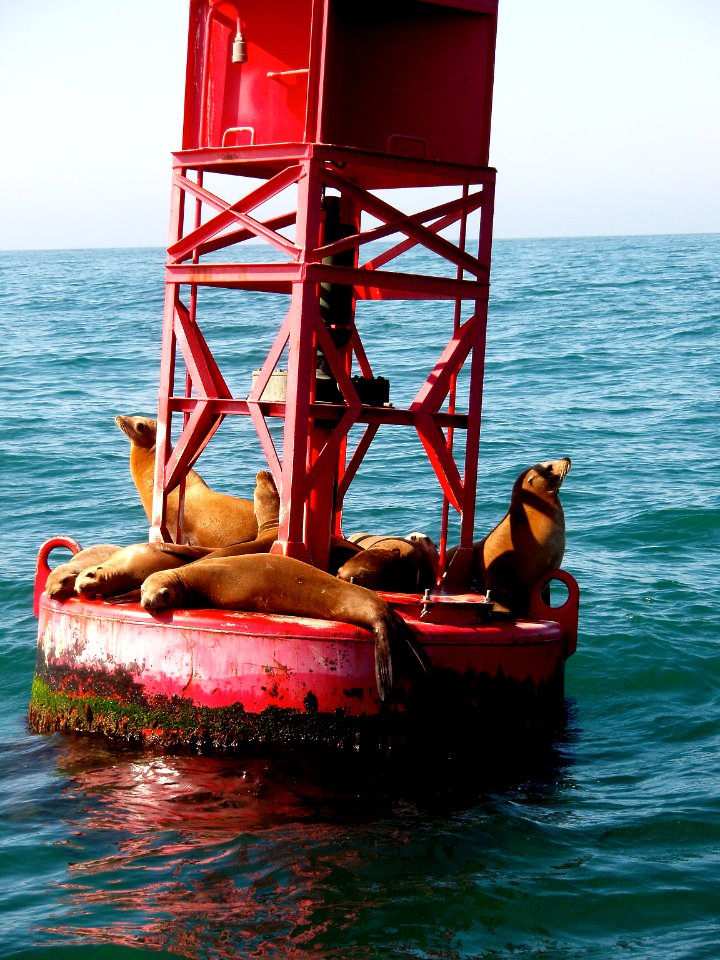 CINMS - California Sea Lions