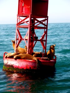CINMS - California Sea Lions photo
