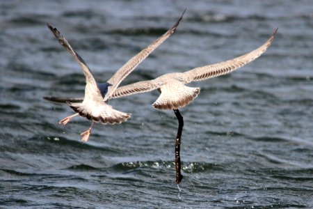 Gulls 03 photo