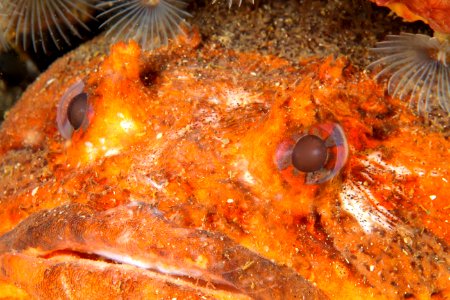 GRNMS - Oyster Toadfish with Featherduster Toupe
