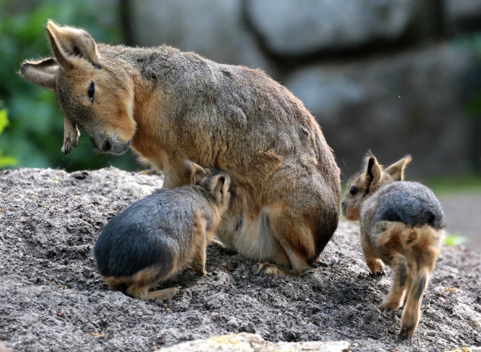 Patagonian hare artis BB2A1146