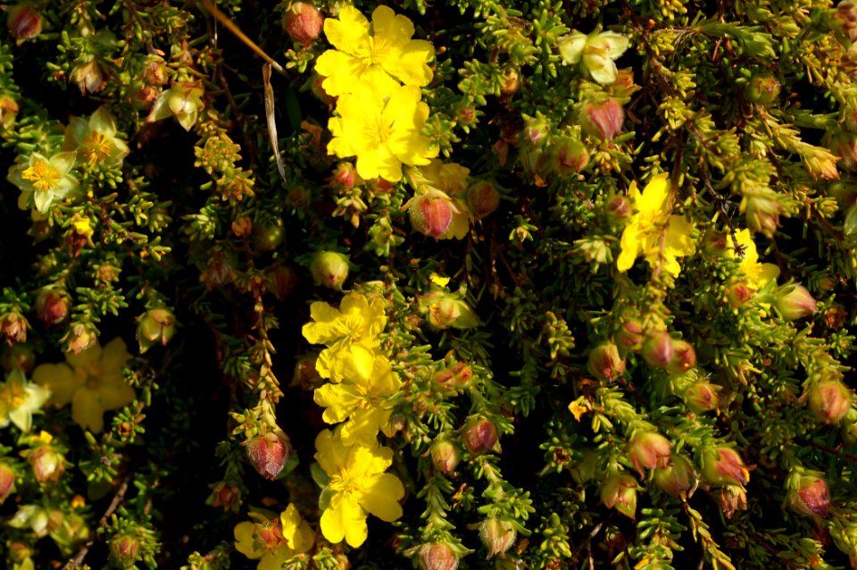 Hibbertia sp.