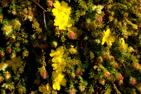 Hibbertia sp.