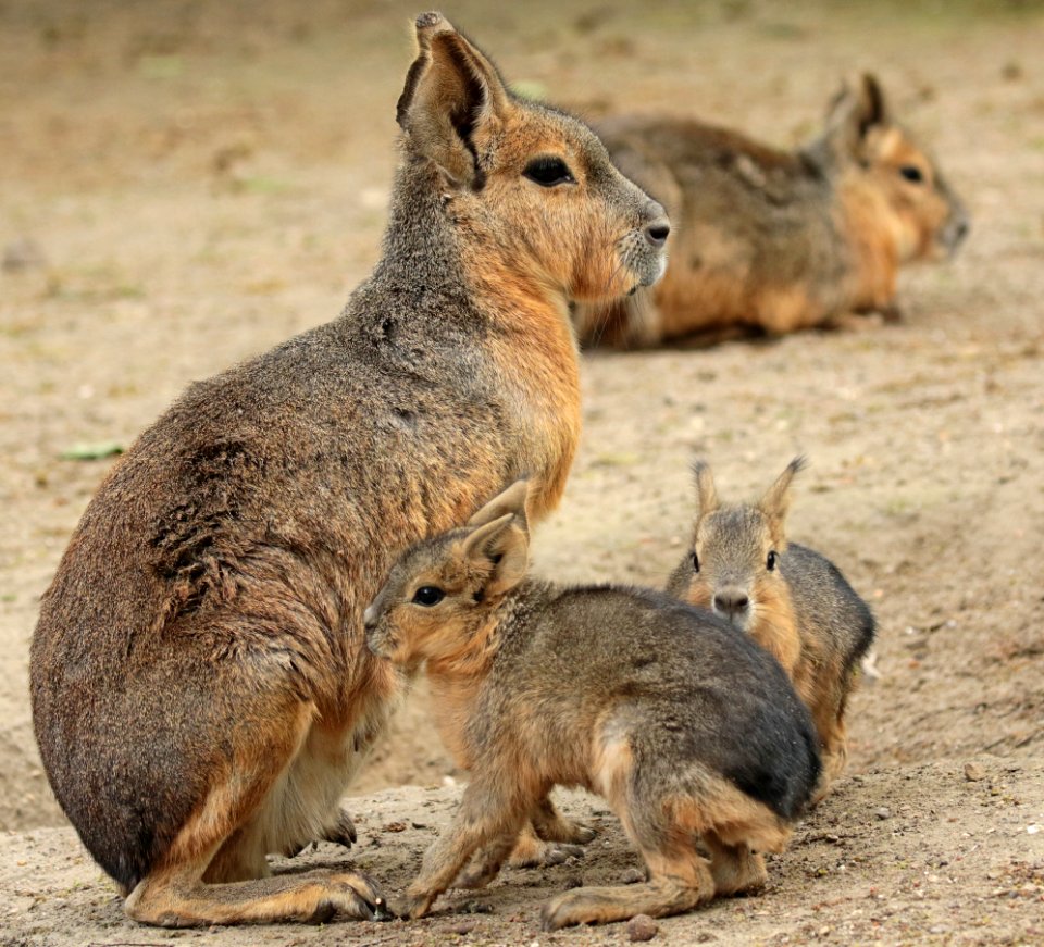 Patagonian hare artis BB2A0667