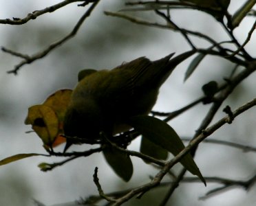 Tennessee Warbler