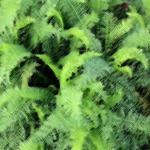 Free Texture - Ferns