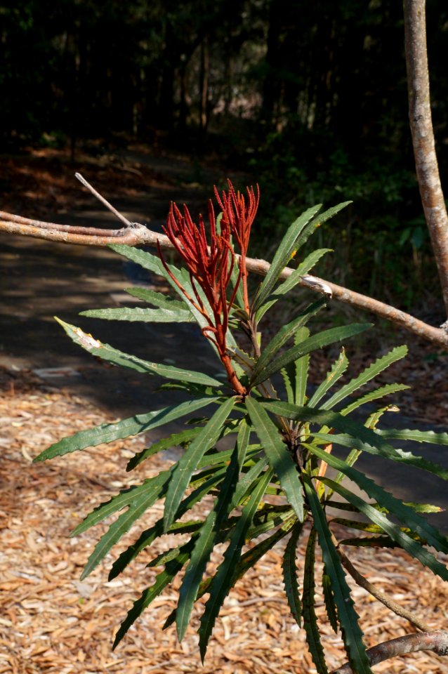 Banksia plagiocarpa, with new foliage