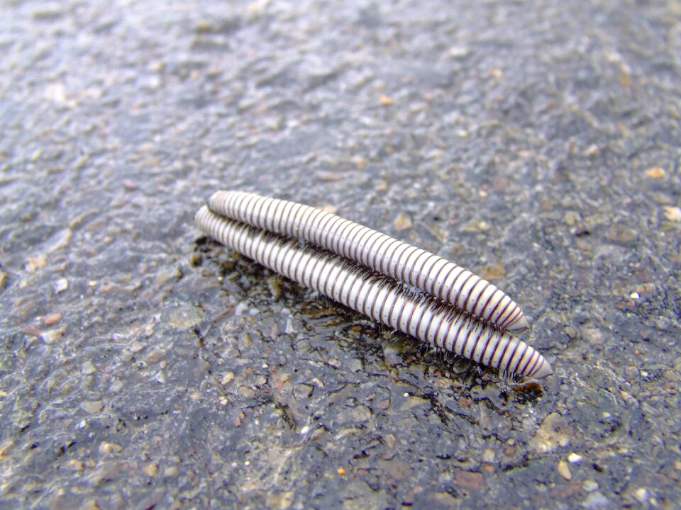 Worms nature animals