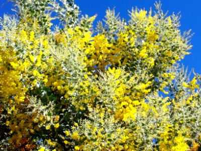 Winter flowering - Queensland silver wattle