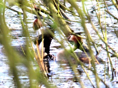 GCG Water Ballet