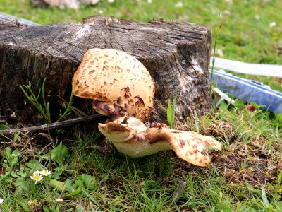 Tree Stump Fungus photo