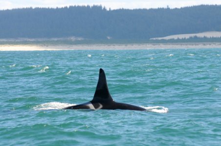 OCNMS - Southern Resident Orca