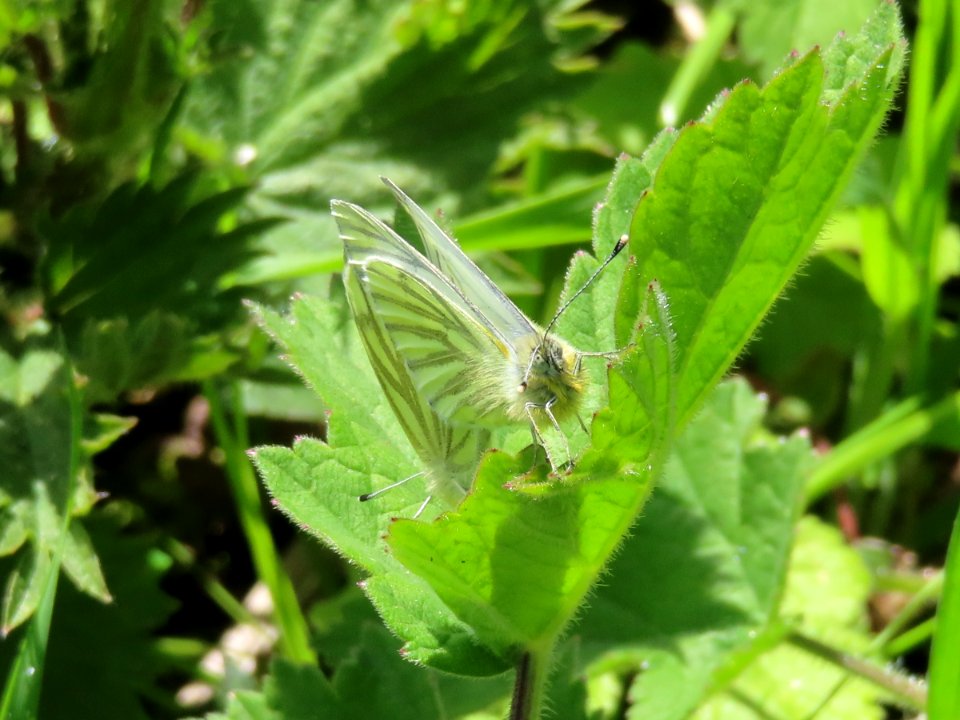 Green-veined white